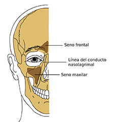 senos maxilares Clínica Dental y Maxilofacial Rehberger López-Fanjul Oviedo