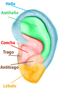 Partes de la Oreja Otoplastia Cirugía Orejas Clínica Rehberger López-Fanjul Oviedo