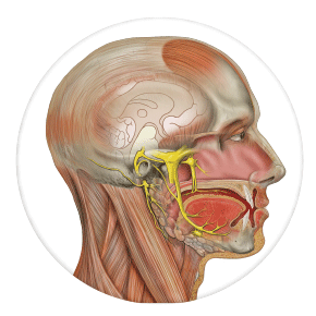 maxilofacial Clínica dental Rehberger López-Fanjul Tu dentista en Oviedo