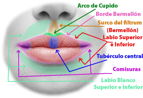 Partes del Labio Queiloplastia Cirugía de labios Clínica Rehberger López-Fanjul Oviedo