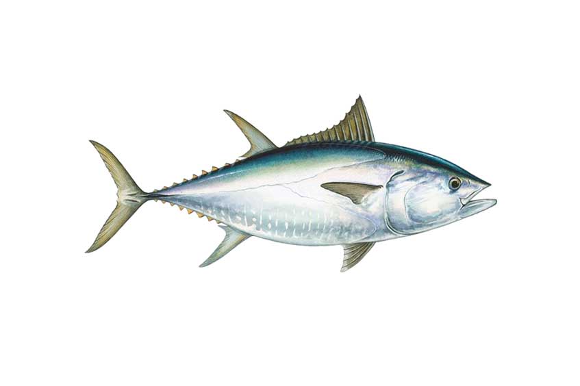 pescado