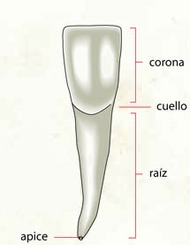 Dibujo de un diente