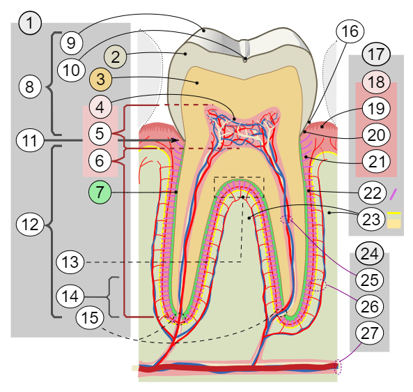 Dibujo del interior de un diente